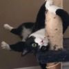 cactuscat133